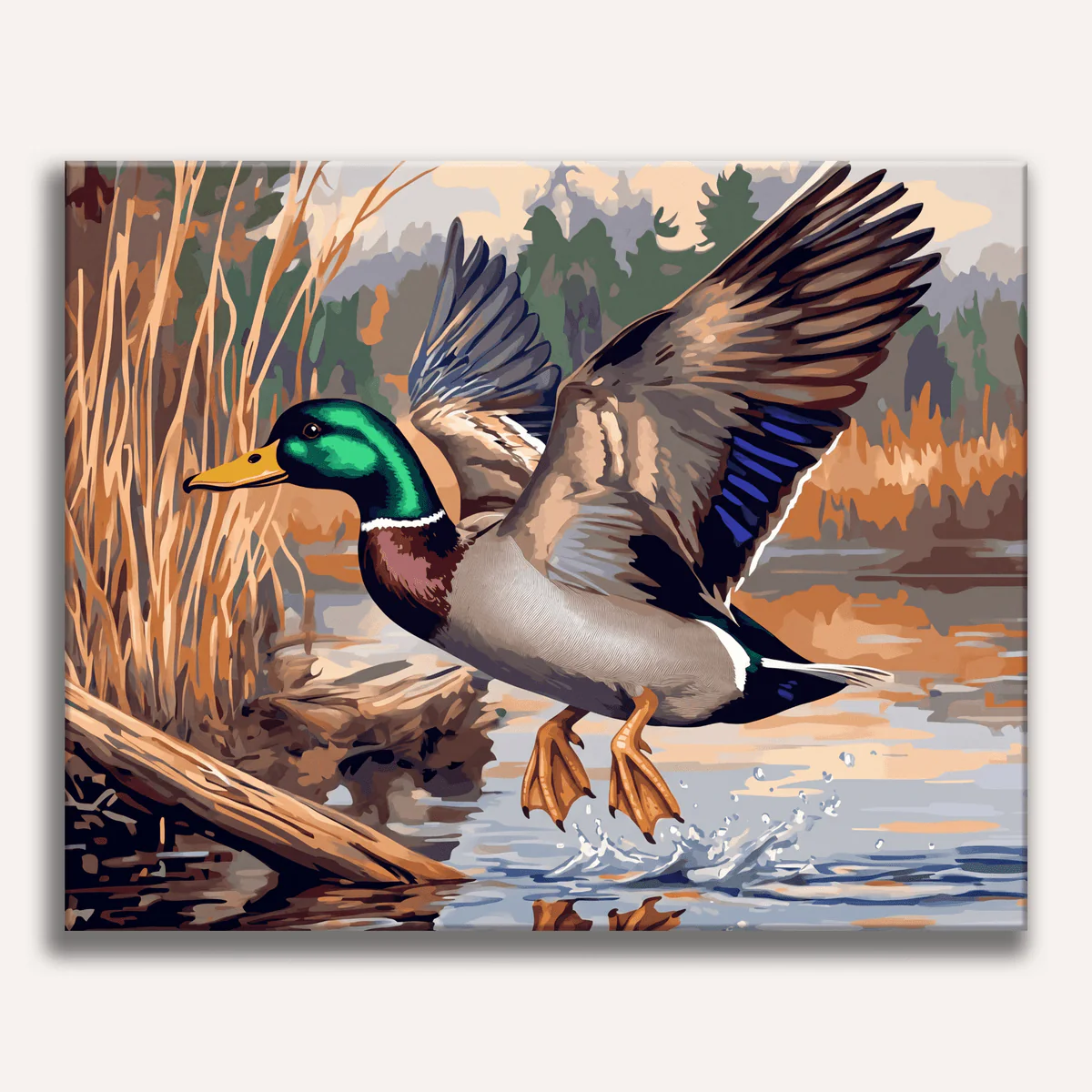 Mallard Duck Landing